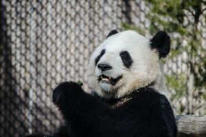 Jó hír a pandákról