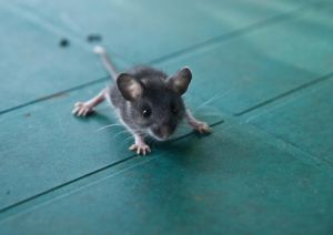 Érdekes újdonság az egerekről