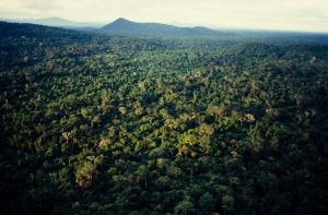 Így pusztul az esőerdő